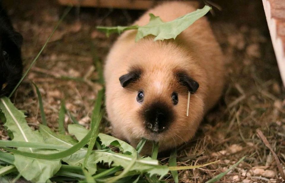 Urlaubsbetreuung für Meerschweinchen in Berlin in Berlin