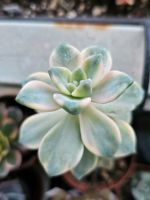 Graptoveria Victor Kane variegata Baden-Württemberg - Karlsruhe Vorschau