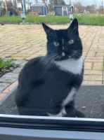 Vermisster Kater Schleswig-Holstein - Sehestedt Vorschau