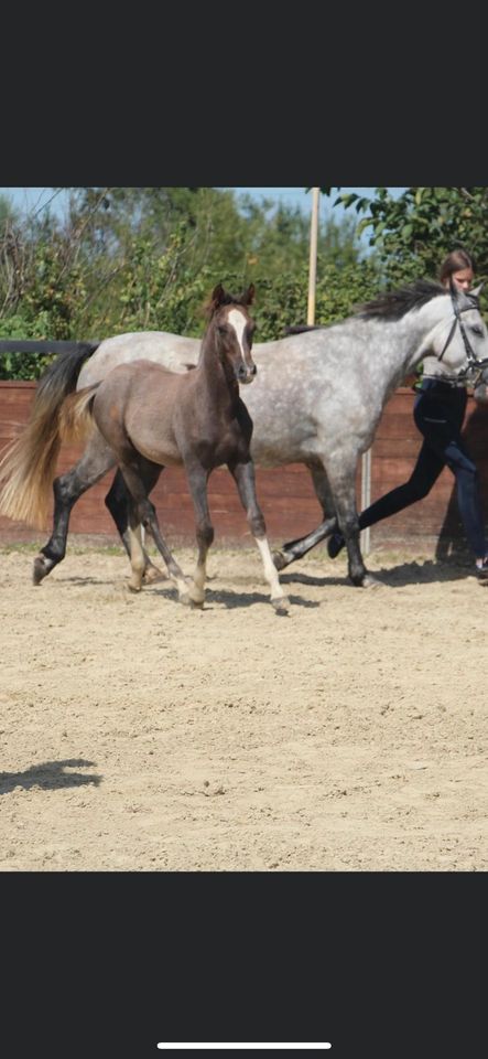 Pony Hengstfohlen zu verkaufen in Rees