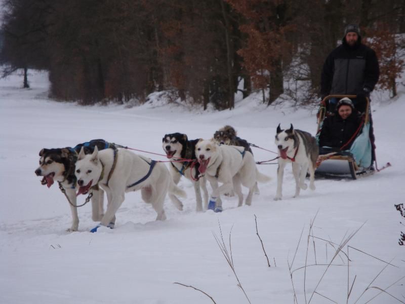 Übernachten auf einer Huskyfarm - Schlittenhunde hautnah in Uchte