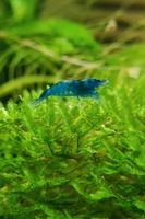 Neocaridina Blue Dream - blaue Garnele Baden-Württemberg - Bretzfeld Vorschau