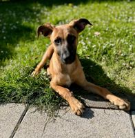 TANNER Schäferhund Mischling Tierschutz Hund Rüde Junghund Hessen - Schöneck Vorschau