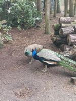 Pfau, Pfauen, Pfauenhähne und Pfauenhennen Niedersachsen - Jembke Vorschau