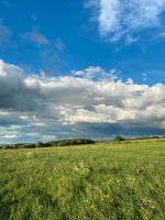 Laufenten gesucht Sachsen - Schlettau Vorschau