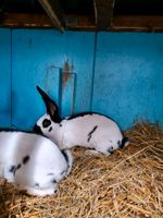 Deutsche Riesenschecken, Kaninchen Saarbrücken-Halberg - Güdingen Vorschau