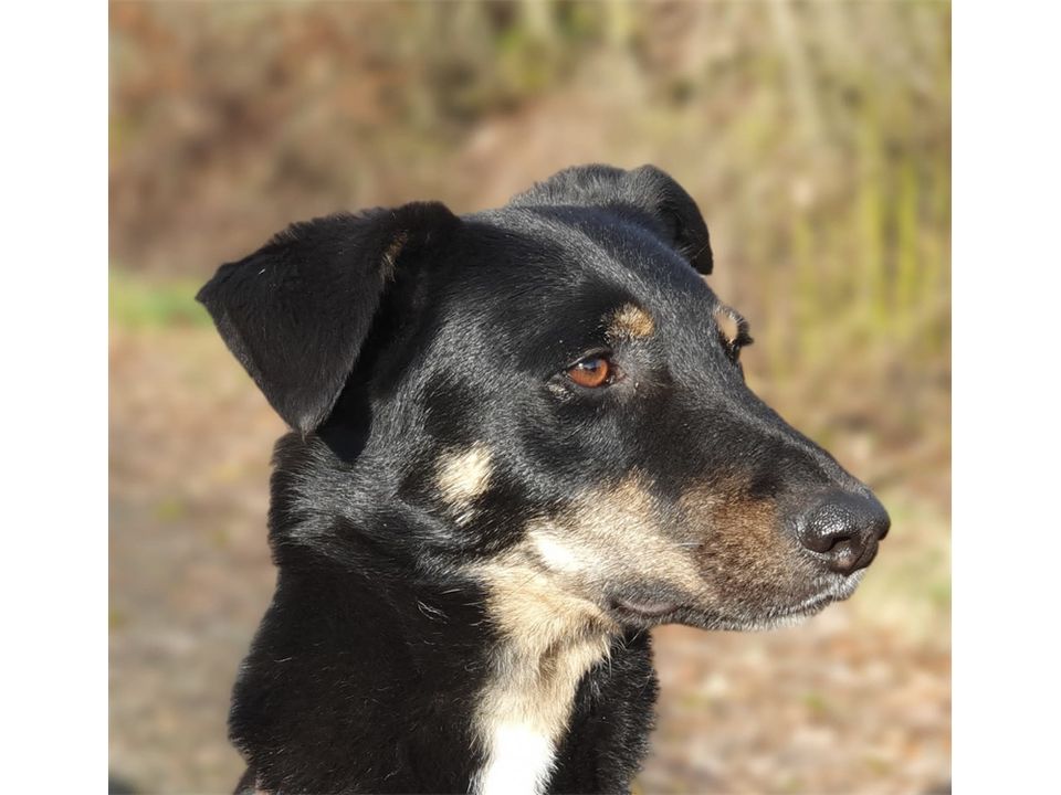 Django - hübscher Bub sucht Zuhause! in Geiselwind