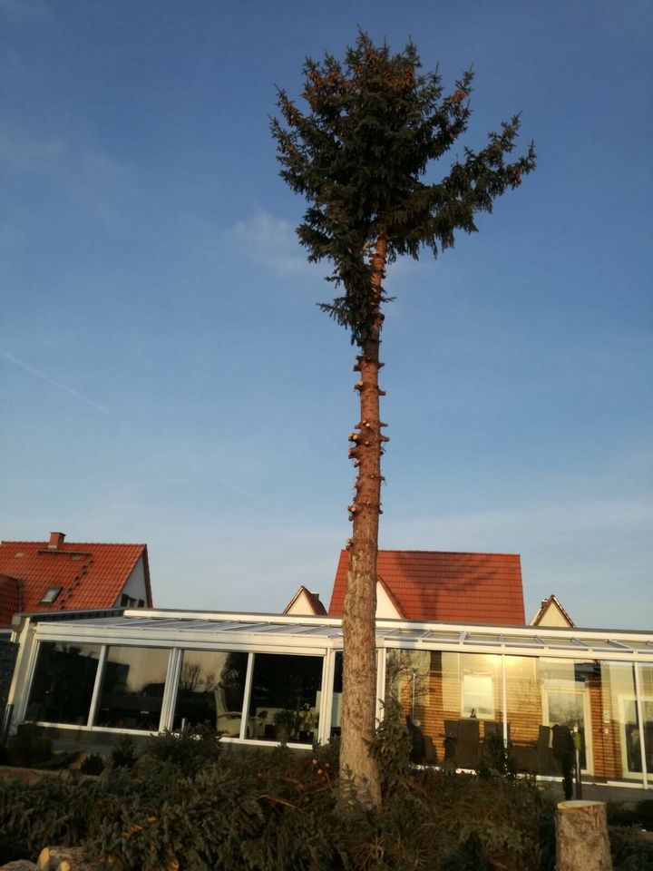 Garten und Landschaftsbau,Baumfällung,Zaunbau in Arnstadt