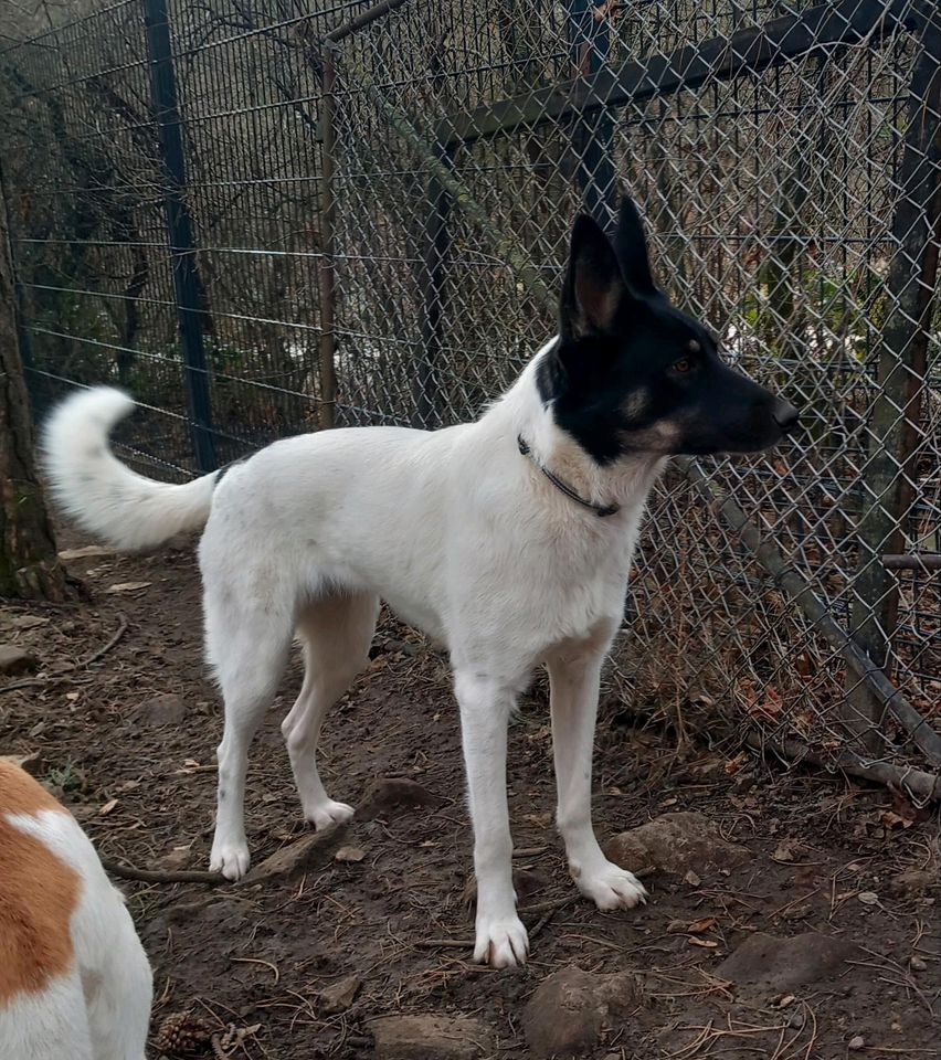 Die wunderhübsche Frieda sucht neuen Wirkungskreis in Arnstadt