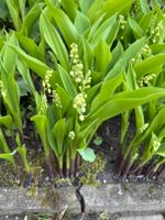 Maiglöckchen - weiße Blüte - 12 Stück Niedersachsen - Bad Bentheim Vorschau