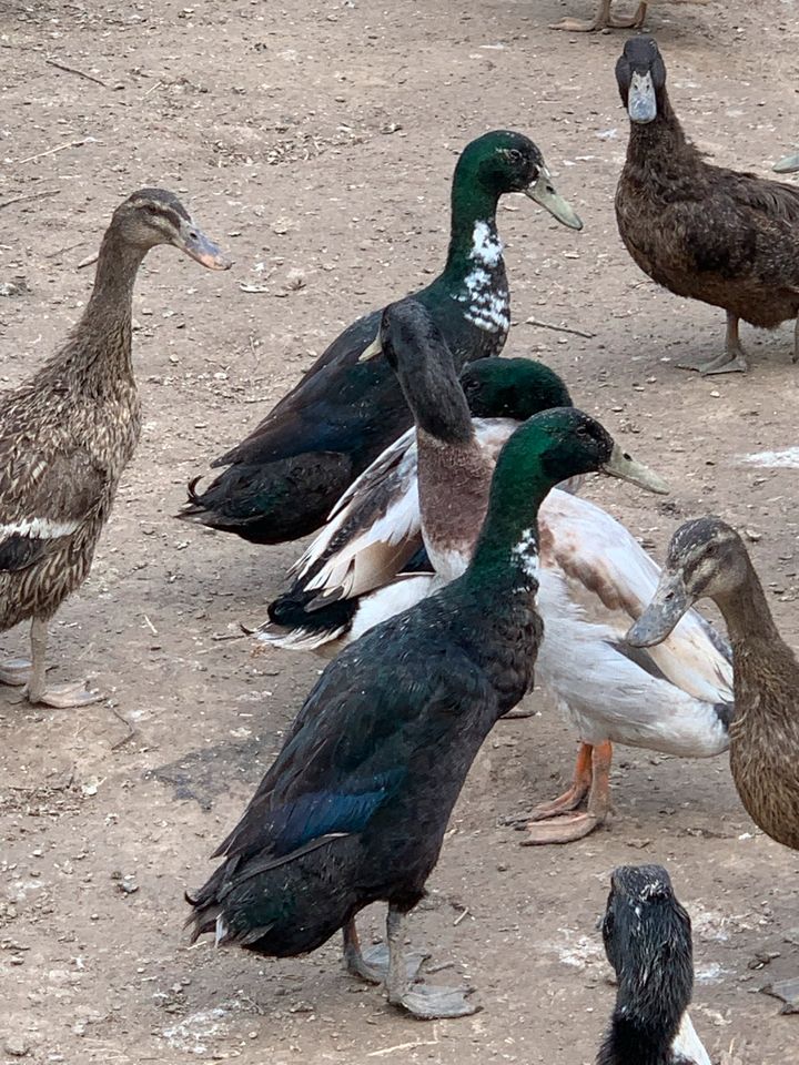 Enteneier, Bruteier Enten in Kördorf