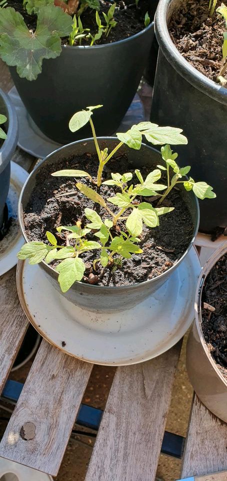5 Tomatenpflanzen mit bulumentopf und  Blumenerde zu einem Preis in Hamburg
