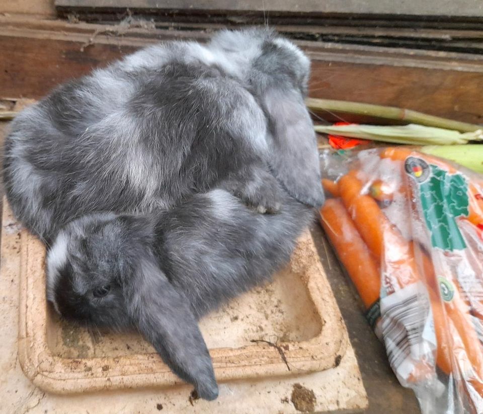 Zwei Zwerg Kaninchen SONDERPREIS in Bad Berka
