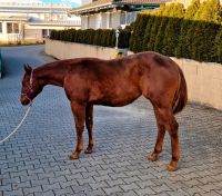 Kräftige Quarter Horse Jährlingsstute mit Reiningabstammung Baden-Württemberg - Denkingen Vorschau