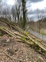 FEUERHOLZ HOLZ BÄUME Sachsen - Klingenberg Vorschau