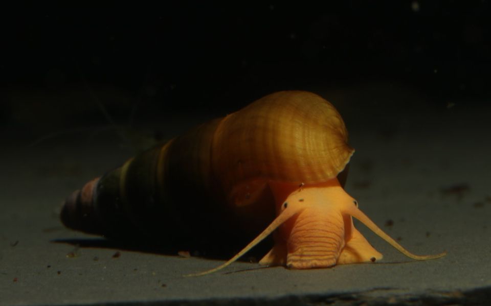 Tylomelania sp. Apricot / Oliv - Turmdeckelschnecke - Sulawesi in Dresden