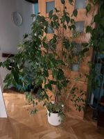 Ficus Benjamini, mit Höhe 130cm . Ohne Topf Bayern - Karlsfeld Vorschau