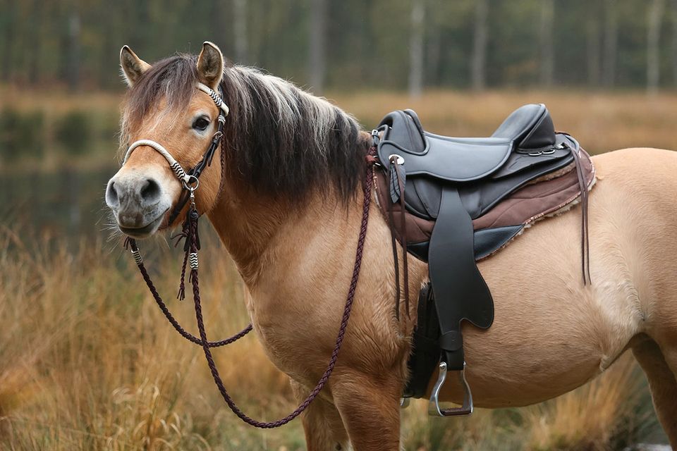 Barefoot Sattel Atlanta-pferdegerechter Trekking-o. Distanzsattel in Harpstedt