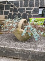 Korb Steine Pflanzen Hessen - Aßlar Vorschau