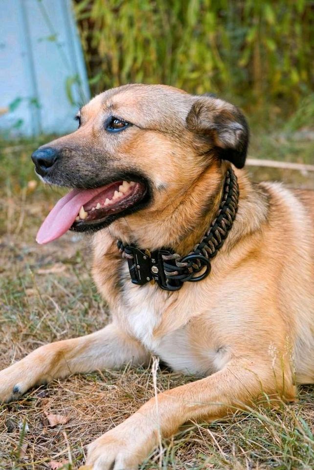 Paracord Hundehalsband in Rothenburg