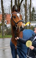 Gekörter Springhengst Niedersachsen - Walchum Vorschau