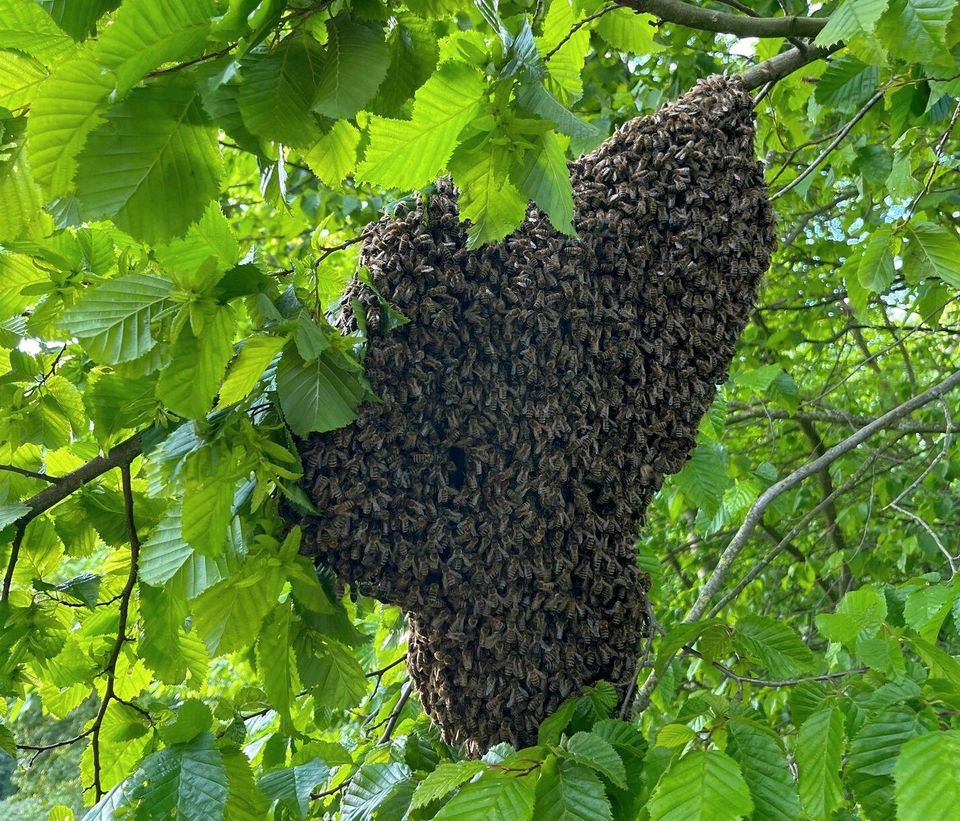Bienenschwarm Bienen Schwarm in Tiddische