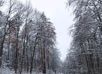 Suche Waldgrundstück kostenlos zum sauber halten langfristig Sachsen-Anhalt - Eckartsberga Vorschau