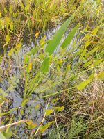 viele Froschlöffel, Schilf, Essigbaum, Blauregen, Baumspinat u.a. Bayern - Buxheim Vorschau