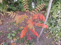 1 Essigbaum + winterharte Stauden + Pflanzen+1 Essigbaum Bergedorf - Hamburg Lohbrügge Vorschau