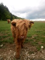 Highland Cattle, Hochlandrind, Färse Bayern - Pentling Vorschau