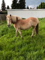 Biete 2 Pflegebeteiligungen und 1 Reitbeteiligung Pony Köln - Seeberg Vorschau