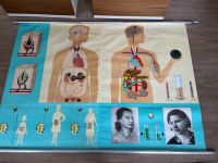 Altes Lehrmittel Plakat Tafel Anatomie Hormone Medizin Nordrhein-Westfalen - Hagen Vorschau