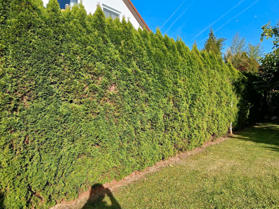 Grünpflege Hecken schneiden Mähen Vertikutierer Baum pflege in Herbrechtingen