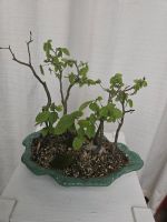 Bonsai Waldform Hainbuche 7 Jahre Sachsen - Glauchau Vorschau