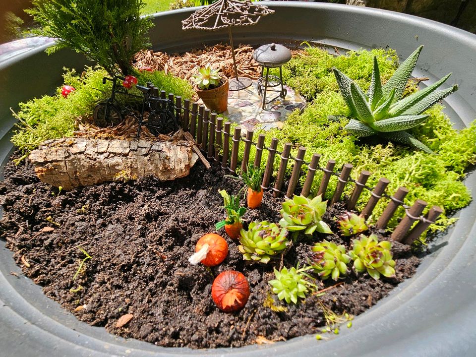 Pflanze,Schale,Garten,Miniatur in Hagen