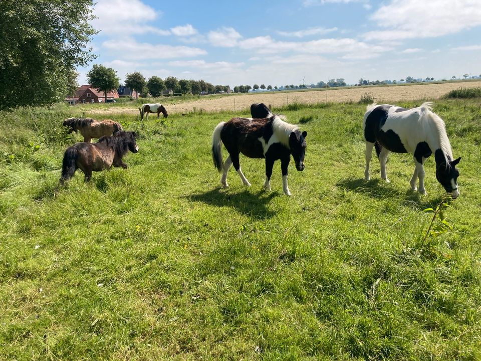 Ponys, Pferde, Welsh , Haflinger zu verkaufen in Wittmund