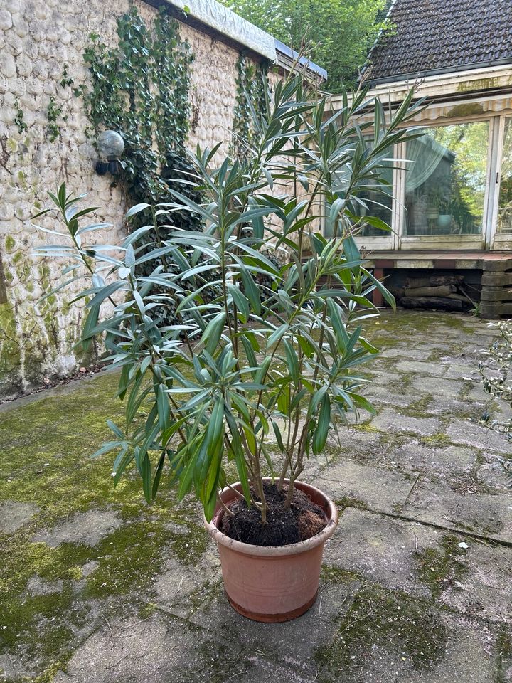 Oleander  Gartenpflanze 180cm zu Verkauf in Borgholzhausen
