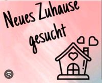 SUCHE - 2 Raumwohnung in Radebeul-Ost mit Balkon Sachsen - Radebeul Vorschau