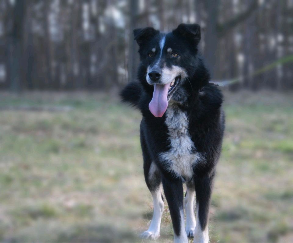 Siyah - sportliche Begleiterin! in Salzwedel