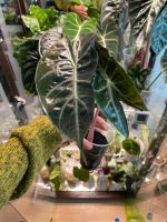 Alocasia pink dragon Leipzig - Schönefeld-Abtnaundorf Vorschau