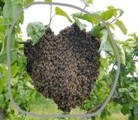Bienenschwarm Bayern - Waischenfeld Vorschau