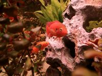 8x Roter Buntbarsch, Rubricatochromis Nordrhein-Westfalen - Vettweiß Vorschau