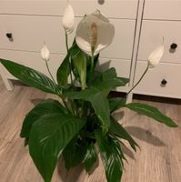 Scheidenblatt/„Peace lily“ Stuttgart - Vaihingen Vorschau