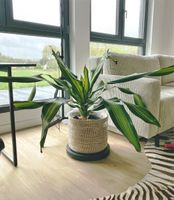 Dracaena Burley Zimmerpflanze Grünpflanze Palme Drachenbaum 150cm Bochum - Bochum-Nord Vorschau