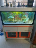 Aquarium 100×50×50  + 100-150 Stück  Guppy Nordrhein-Westfalen - Bornheim Vorschau