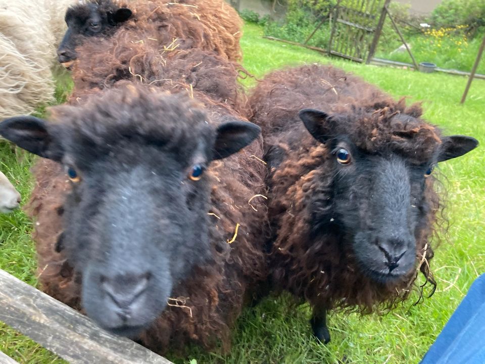 4 Skudden, weiblich, 3 schwarz-braune  1 weiße in Gersheim