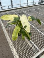 Philodendron variegata Nordrhein-Westfalen - Hopsten Vorschau