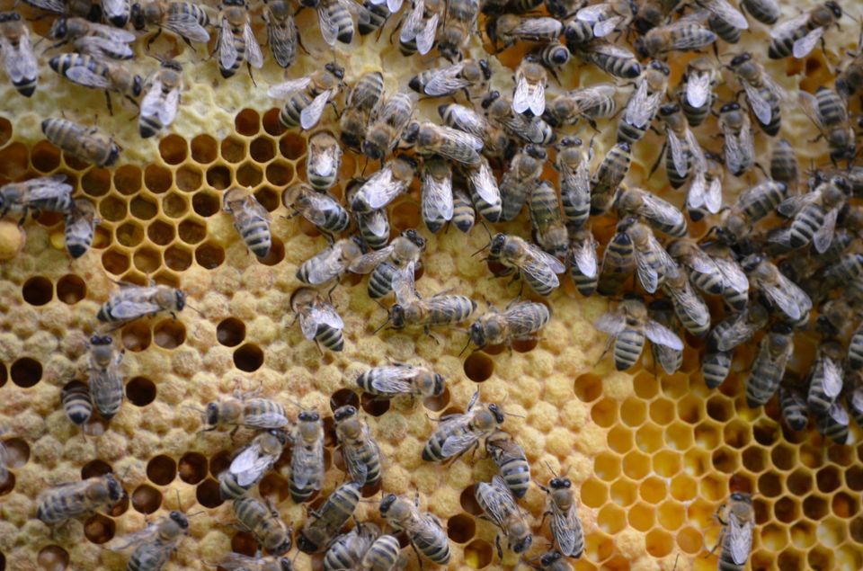 Bienen Ableger Carnica auf Zander in Kelkheim