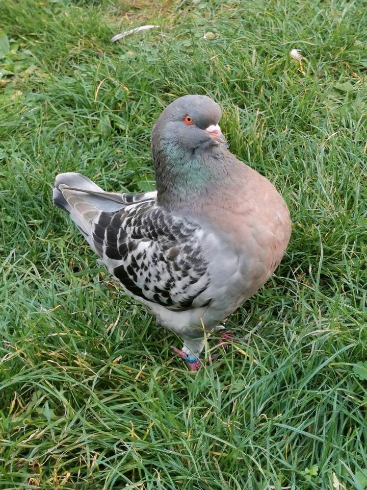 Kingtauben  Äquivalent Farben für Vielfarbig in Bismark (Altmark)