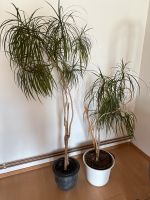 Zwei Drachenbäume mit Topf zu verkaufen Niedersachsen - Laatzen Vorschau